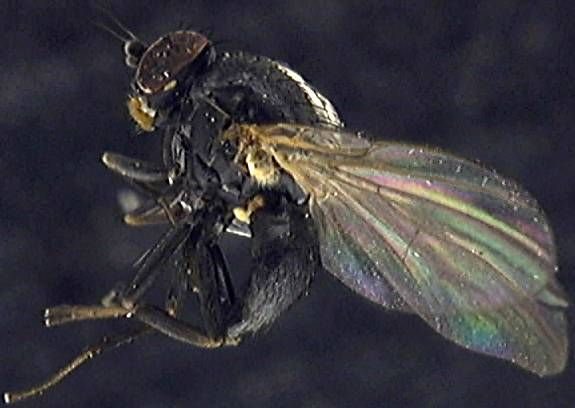 Agromyza albitarsis
